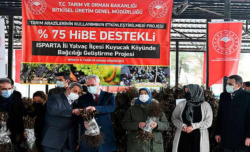 Kuyucak'ta 50 Bin Üzüm Fidanı Dağıtıldı.